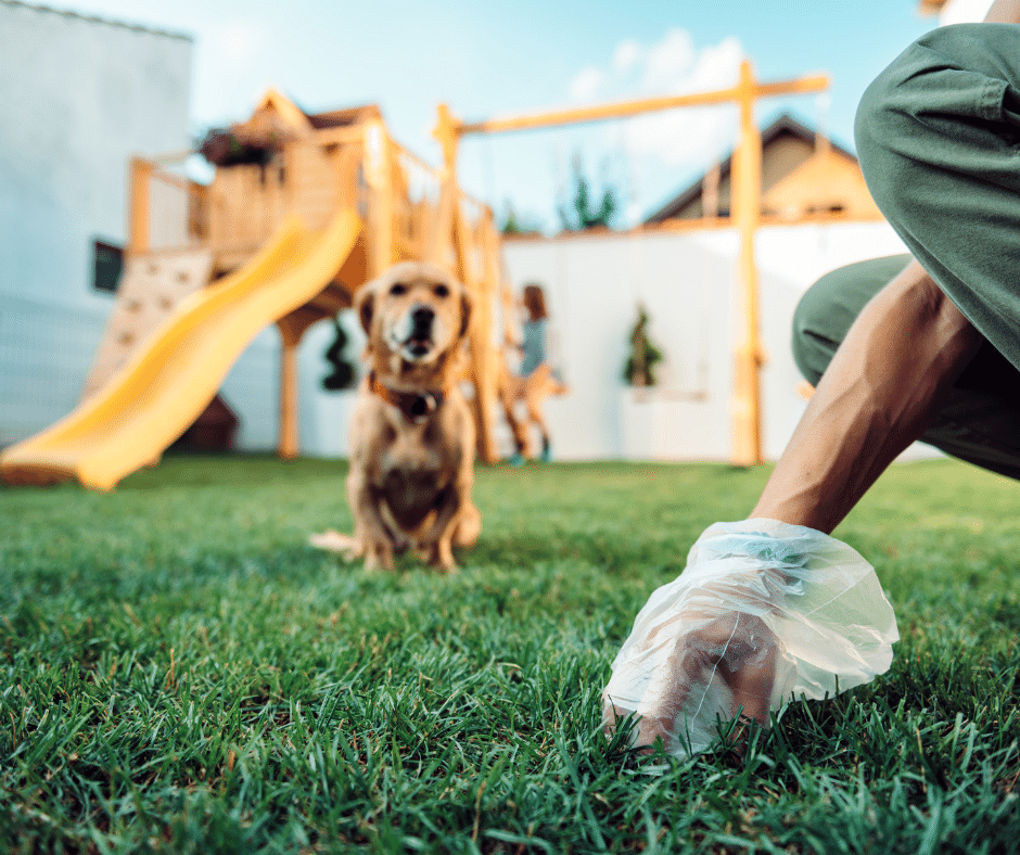 scooping dog poop out of lush, healthy, and green lawn.